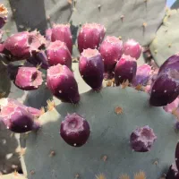 میوه کاکتوس(گل کاکتوس) بسیار پرخاصیت