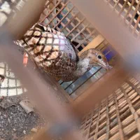 کپینجر نر ماده جفت