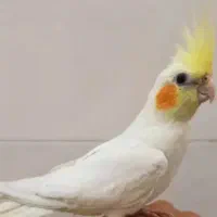 عروس هلندی محله خرم رودی گم شده مال یه بچه است