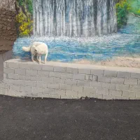 فروش.یک.قلادسک.|سگ|فیروزکوه, |دیوار