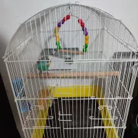 مرغ عشق جفت