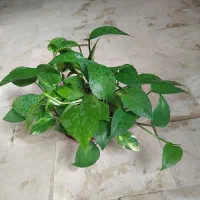 گلهای زیبای خانگی وآپارتمانی