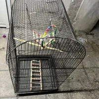 قفس عروس هلندی