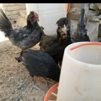 نیمچه گلین طوسی و مشکی