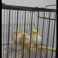 عروس هلندی لوتینو ۳ تا