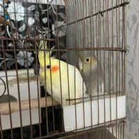 عروس هلندی ۵ ماهه نر و ماده