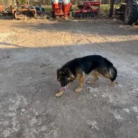 سگ ژرمن کاملا خانگی ۱۷ ماهه