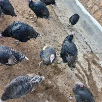 بقلمو|حیوانات مزرعه|بازرگان, |دیوار