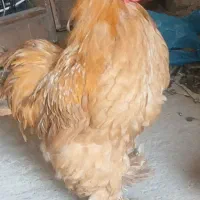 خروس چکمه پا