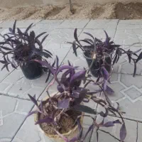 فروشی