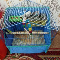 مرغ عشق درجه یک  با قفس نو