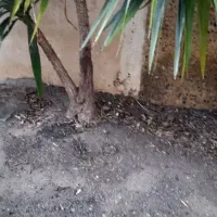 گل یوکا|گل و گیاه طبیعی|رودبار, |دیوار