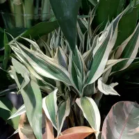 بامبو/بامبو تایلندی/رومیزی/گل آپارتمانی|گل و گیاه طبیعی|فردیس, فردیس|دیوار