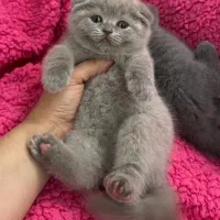 گربه بریتیش اسکاتیش بلو سیلور گلد