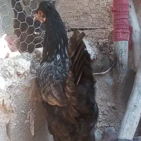 مرغ وخروس به فروش میرسد|حیوانات مزرعه|جهرم, |دیوار