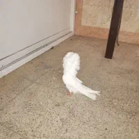 کفتر جکسون و شامپیون|پرنده|قم, بنیاد|دیوار