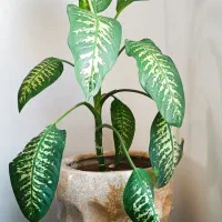 گل همراه با گلدان