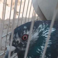 جفت کبوتر معاوضه|پرنده|زهک, |دیوار