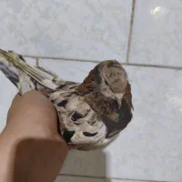 کفتر شمرونی سرور سفید