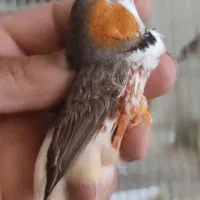 فنچ پنگوعنی کینگ ولپسیا وکاکلی تعداد