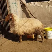 قوچ جوان و داشت|حیوانات مزرعه|پلدختر, |دیوار