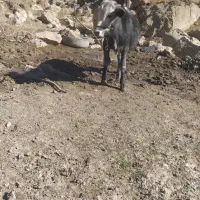 گاویا.گوساله|حیوانات مزرعه|پاپی, |دیوار