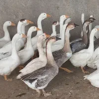 فروش ویژه جوجه ۱تا۵روزه نژادمرندی|حیوانات مزرعه|مشهد, هفده شهریور|دیوار