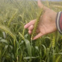 جو ال بی ...محلی