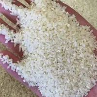 نیم دانه هاشمی درجه یک سورت شده