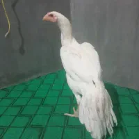 سه عدد مرغ  هندی دورک یک خروس دو تا مرغ فروشی هست