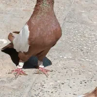 سینه سرخ نره