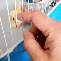 عروس هلندی ابلغ نازنازی|پرنده|پیر بکران, |دیوار