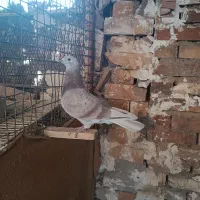 پرنده|پرنده|مسجد سلیمان, |دیوار