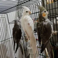 عروس هلندی