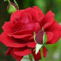 ضامن بازار.ی یا کارمند