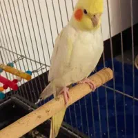 عروس هلندی برافروش|پرنده|شوش, |دیوار