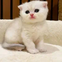 گربه اسکاتیش سیلوا نژادی برتر
