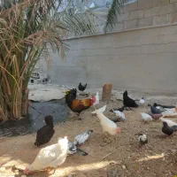 فروش مرغ وکبوتر|پرنده|خورموج, |دیوار