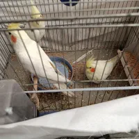 طوطی عروس لوتینو