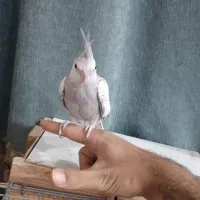 عروس هلندی ایزابلا نر|پرنده|شوشتر, |دیوار