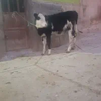 حیوانات مزرعه گاو