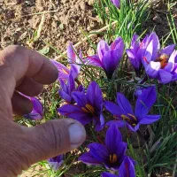 زعفران لرستان عیار 420 گرید A+|خوردنی و آشامیدنی|تهران, منیریه|دیوار