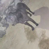 سگ سرابی اصیل