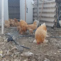 مرغ و خروس برهما|حیوانات مزرعه|بیستون, |دیوار