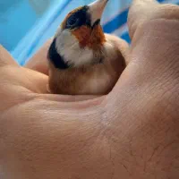 سهره کراواتی بدون توضیح|پرنده|سنندج, |دیوار