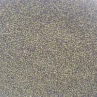 ماش درجه یک به شرط