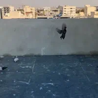 کفتر تهرانی پرشی|پرنده|کرج, کوی مهر|دیوار