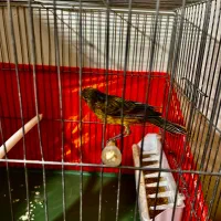 قناری ماده ارجینال