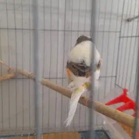 قناری نر و ماده|پرنده|اراک, |دیوار