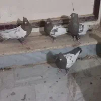 سینه قهوه ای